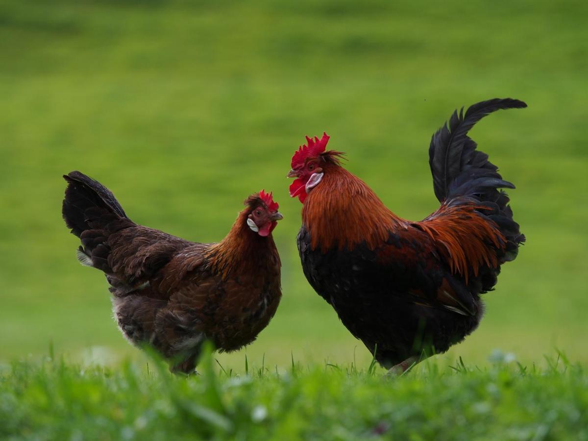 Tourist Farm Senkova Domacija Villa Jezersko Dış mekan fotoğraf