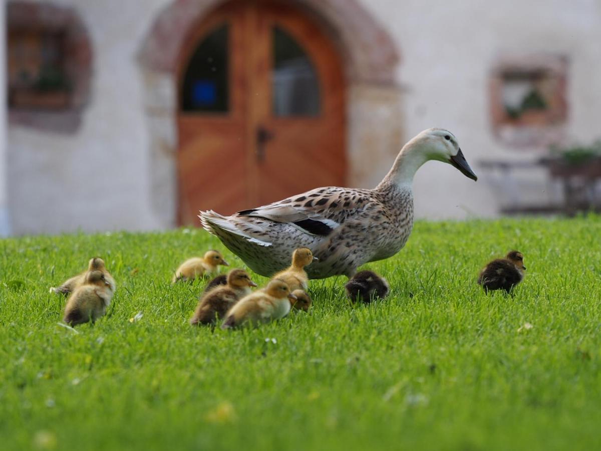 Tourist Farm Senkova Domacija Villa Jezersko Dış mekan fotoğraf